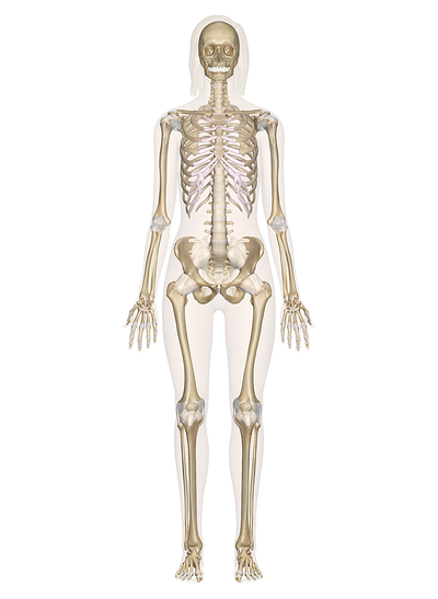 Osteopenia e osteoporosi